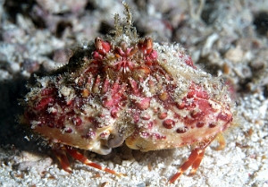 Raja Ampat 2019 - DSC08049_rc - Two horn box crab - Crabe honteux a deux cornes - Calappa bicornis